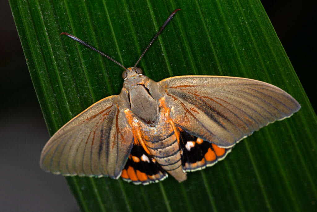 papillon tueur de palmier