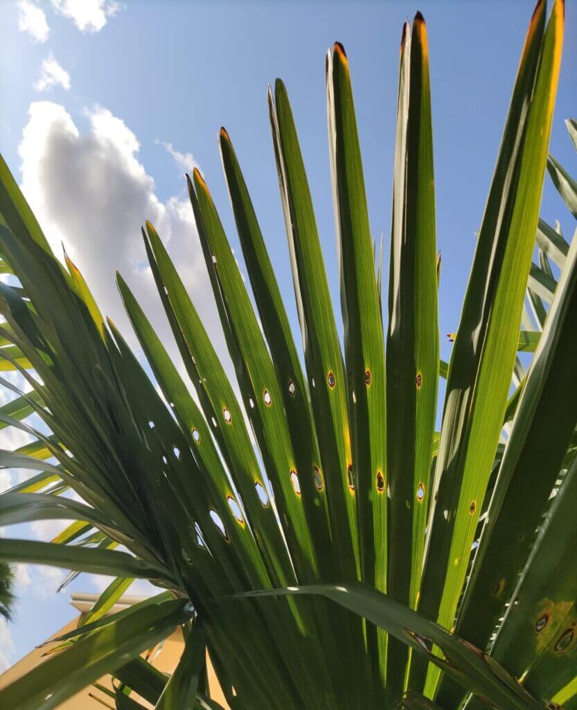 maladie du palmier papillon